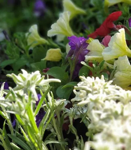 別荘 & Winay Wayna Gotschna Blick