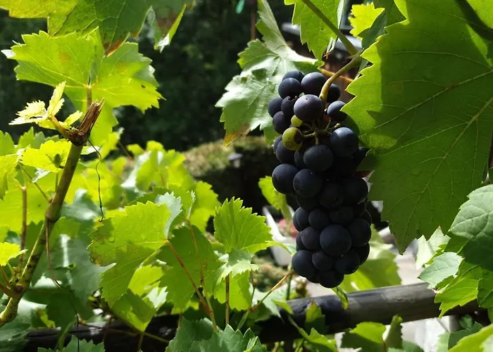 & Winay Wayna Gotschna Blick Tatil Evi